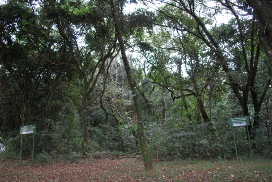 Vista da área central do Bosque Santa Marta