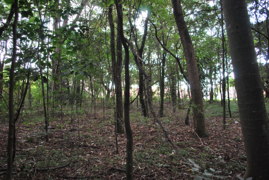 Vista da área sul do Bosque Santa Marta