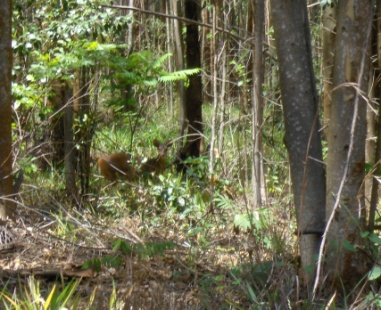 Veado catingueiro