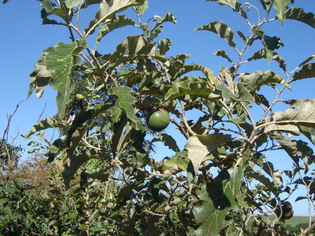 Galhos, folhas e fruto da fruta-do-lobo