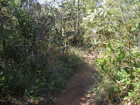 Vista da trilha no cerrado